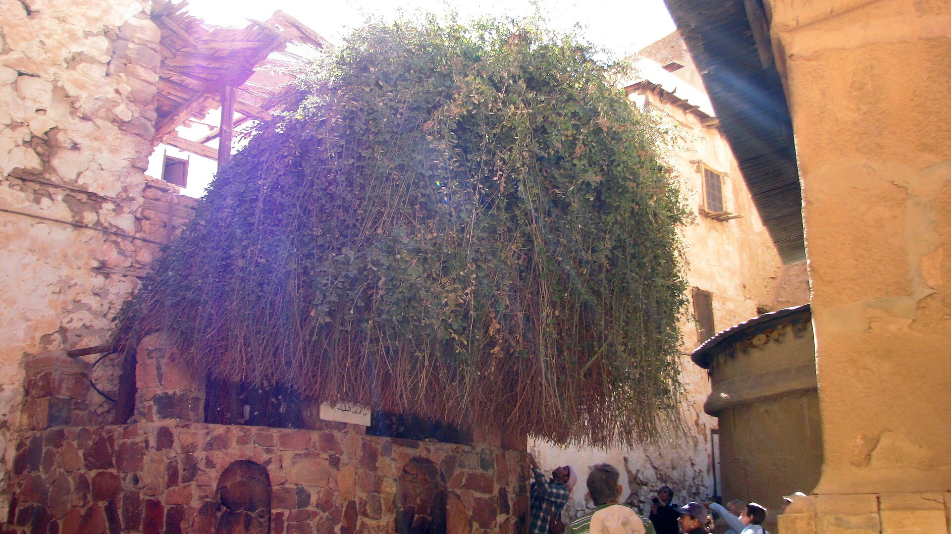The Burning Bush