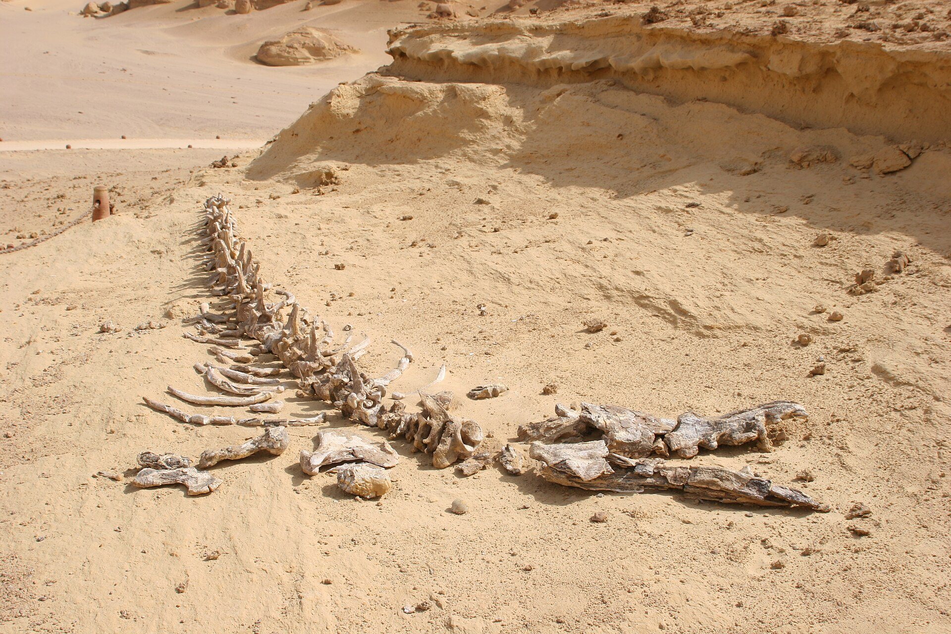 Fossil whale skeletons