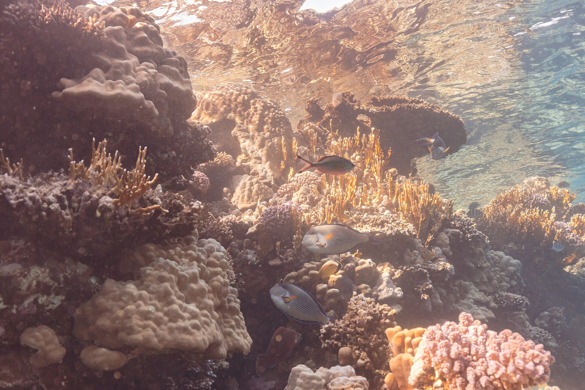 A coral reef in Ras Mohammed National Park