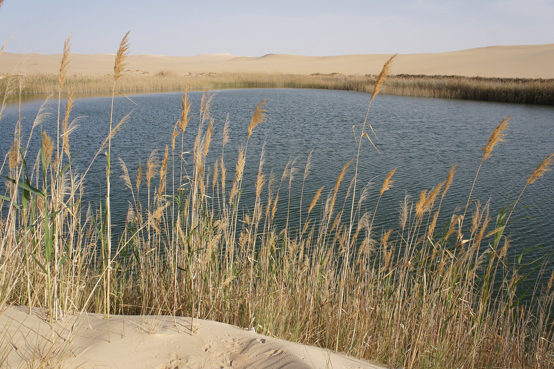The cold spring lake at Bir Wahed among the dunes