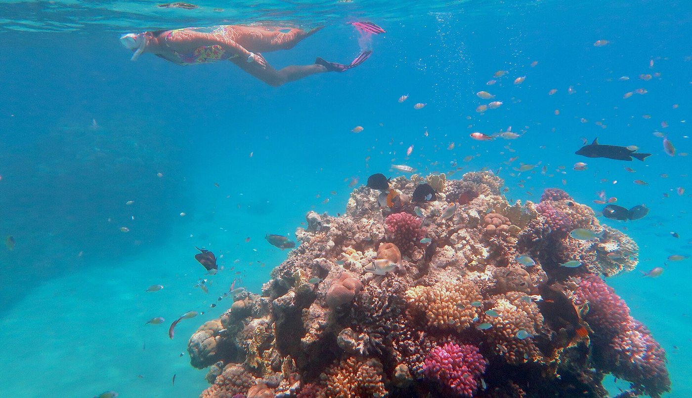 A snorkeler above a coral reef in the Red Sea