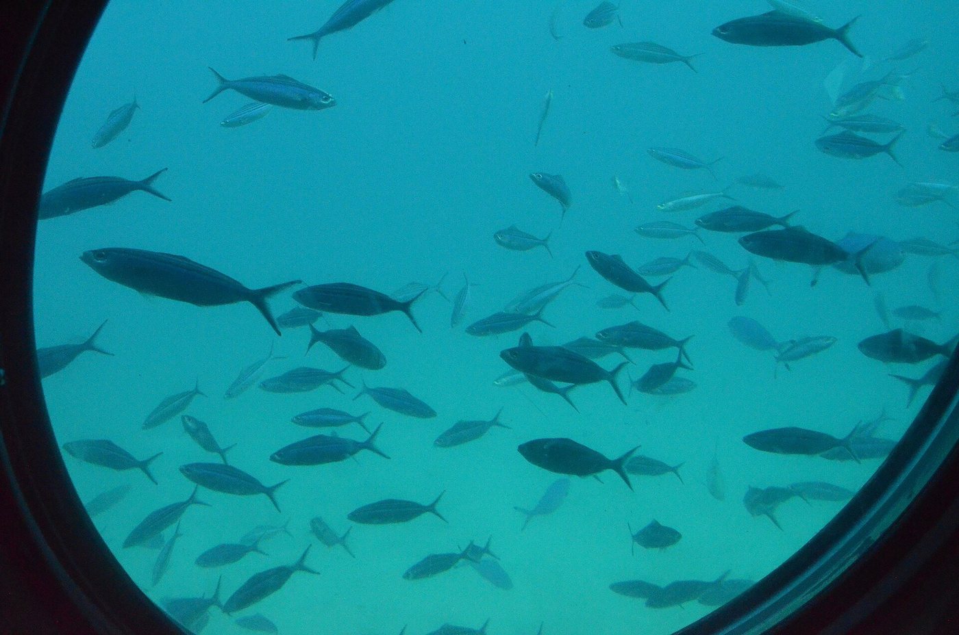 The reef seen through a submarine window