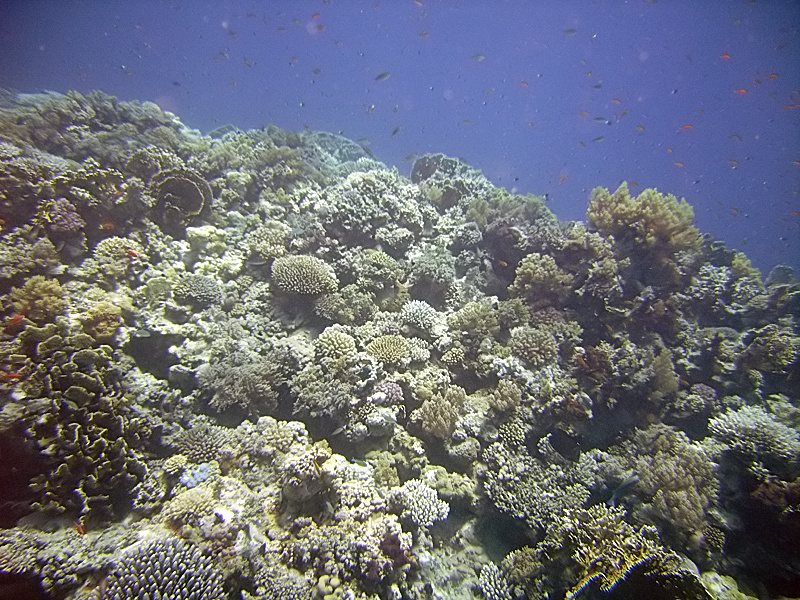 Reefs of the strait