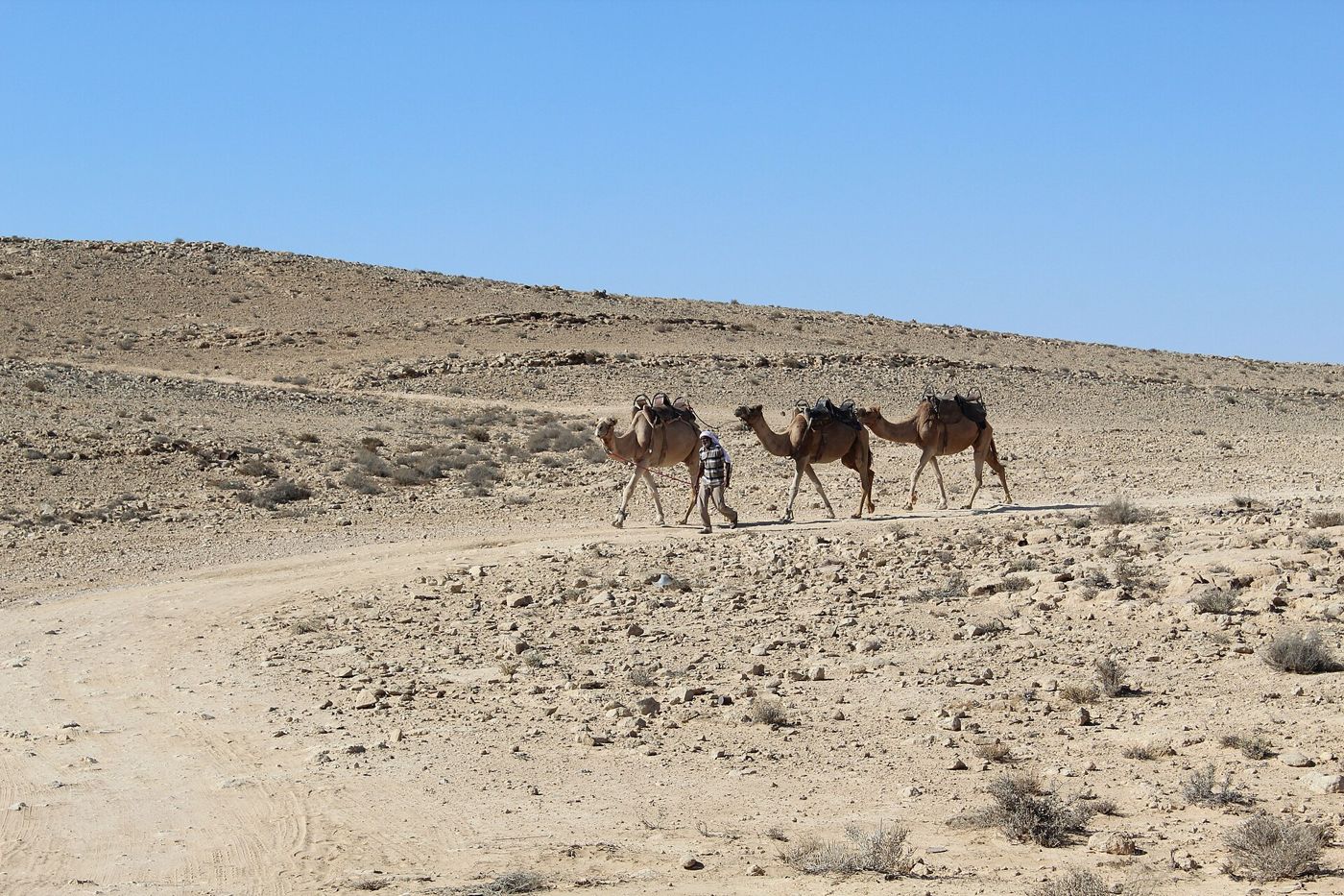 Camels crossing the rocky desert