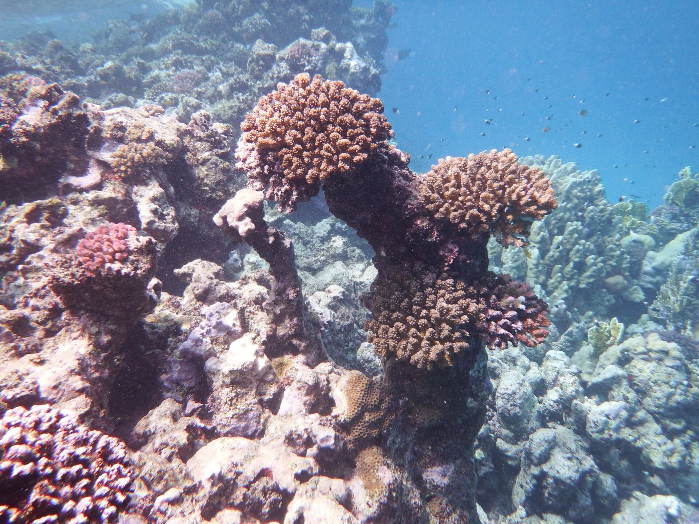 Coral reef in the Red Sea