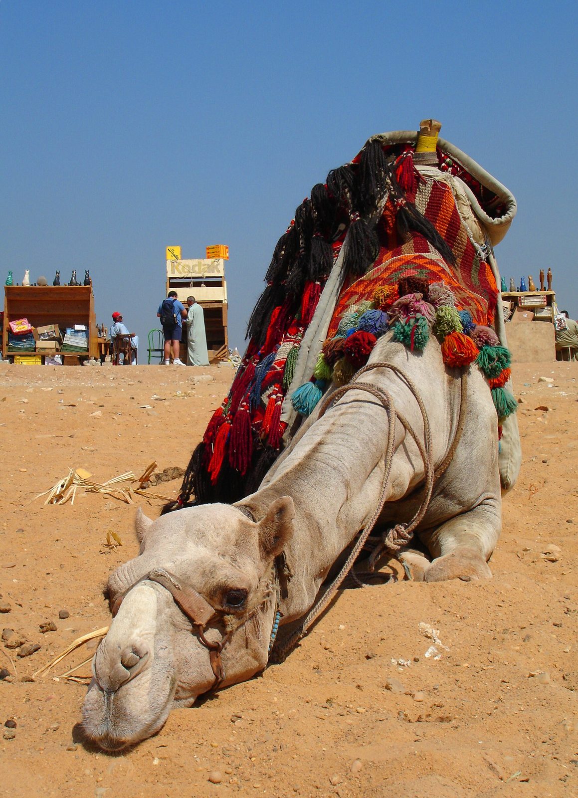 Camel ride (extra fee)