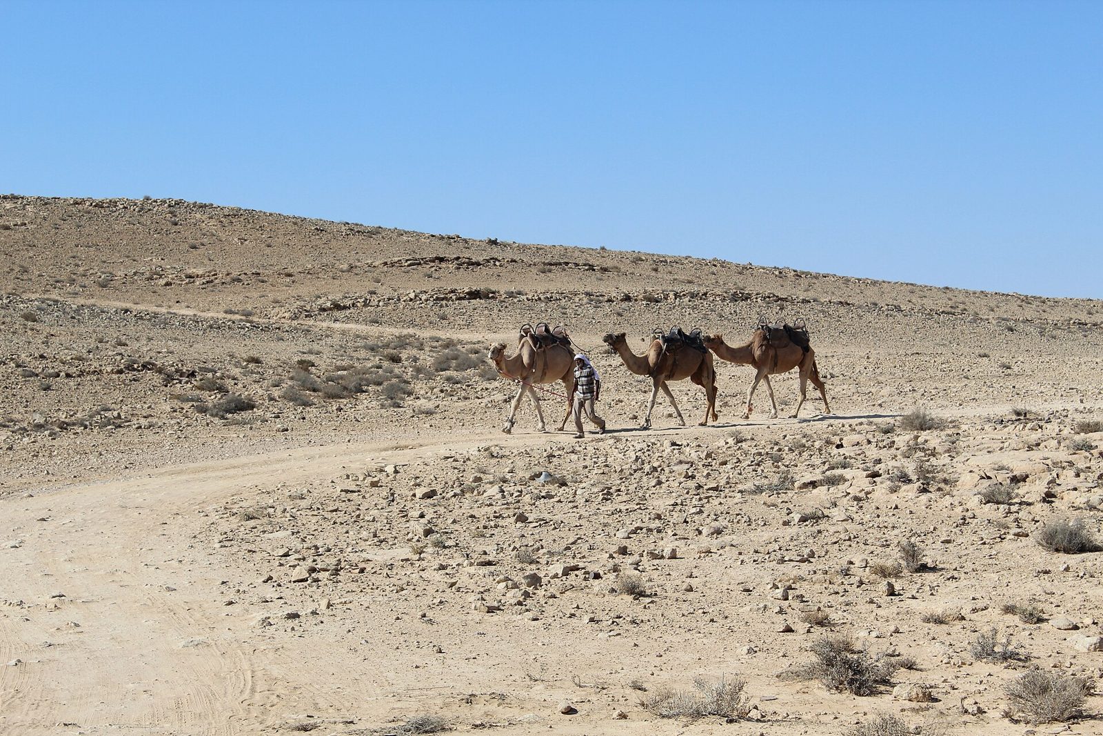 Camel ride