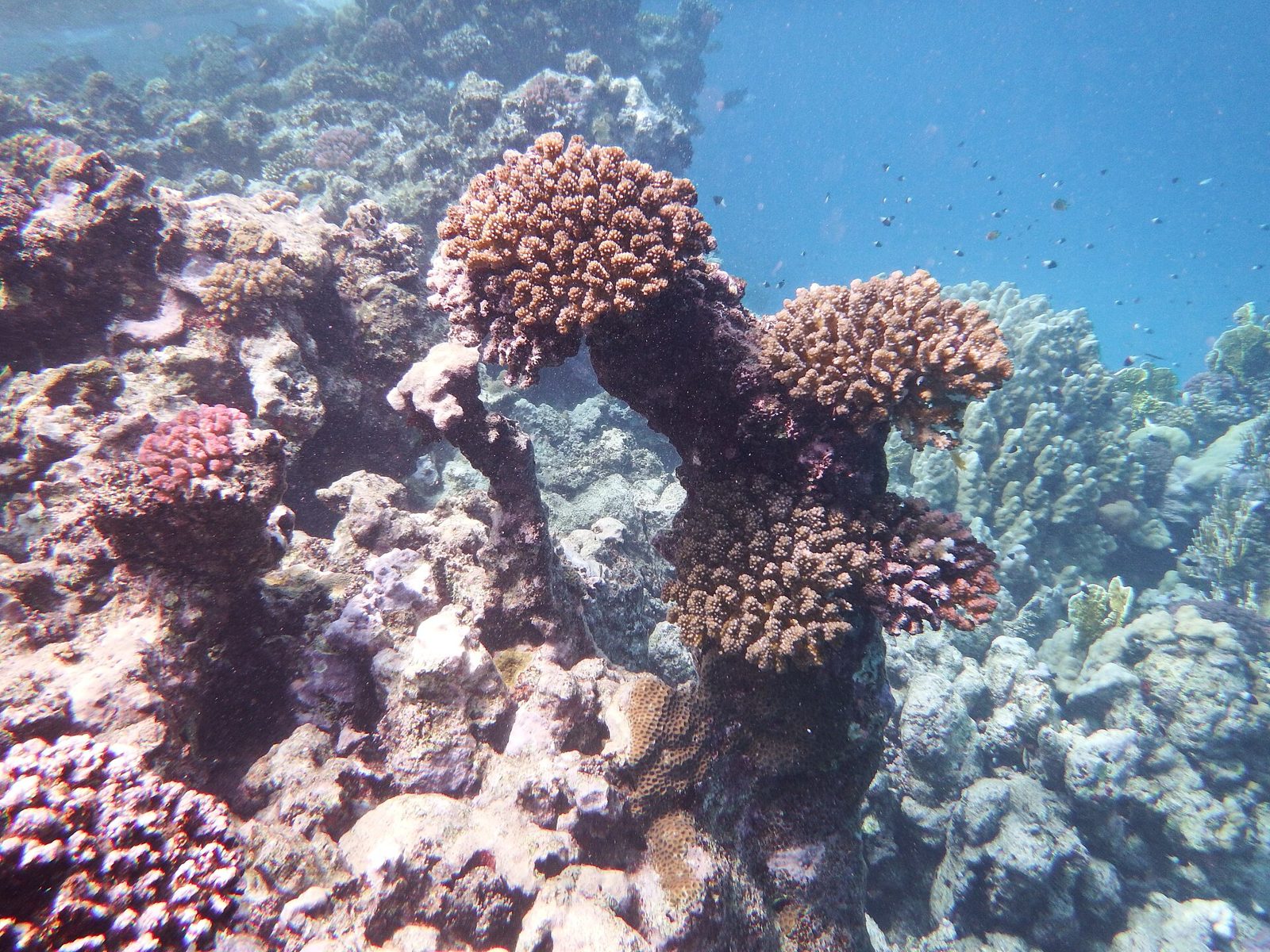 Hard coral on a reef near Port Ghalib